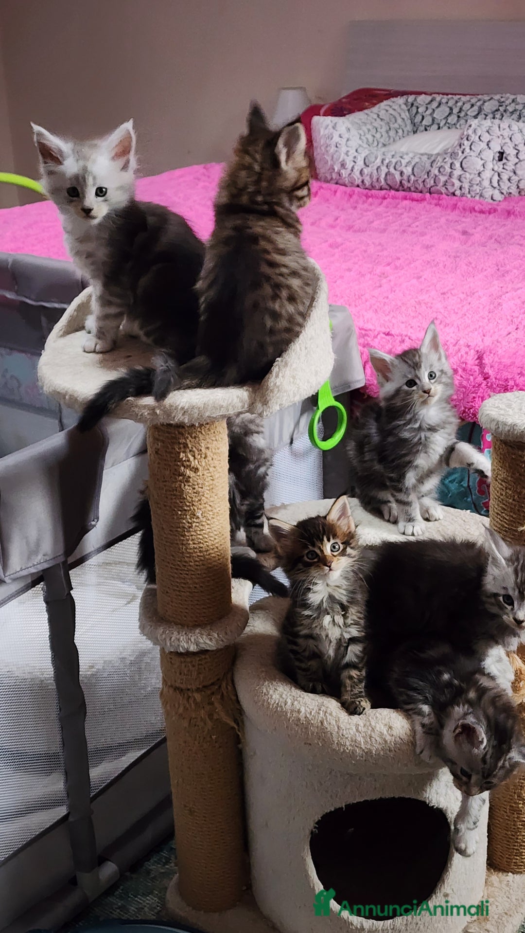 Maine Coon gatti in vendita: Cuccioli mainecoon - Annuncio 7