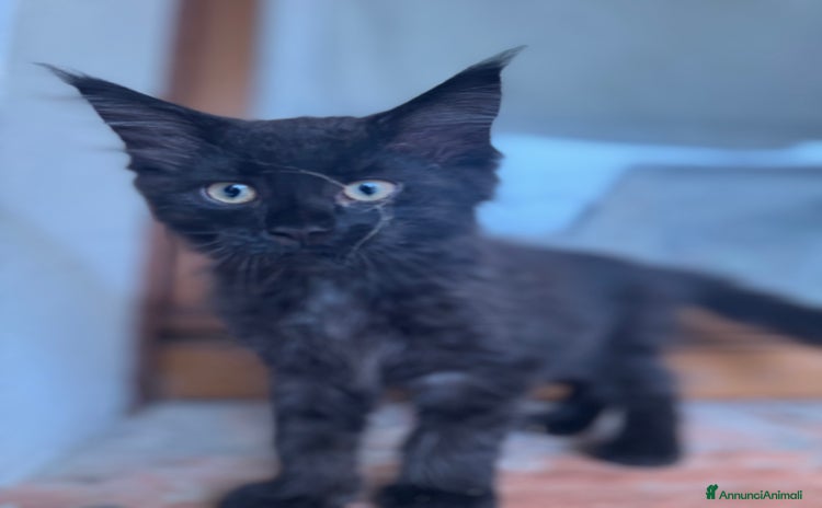 Maine Coon gatti a Provincia di Brescia - Annuncio 12