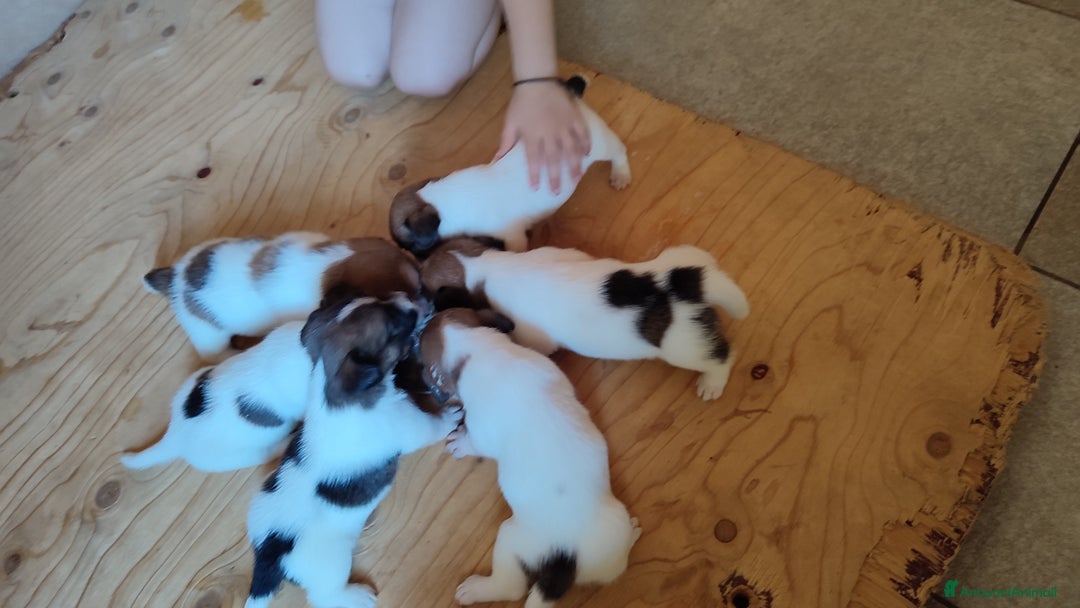 Jack Russell cani in vendita: Cuccioli di jack Russell a Province of Treviso - Immagine 7