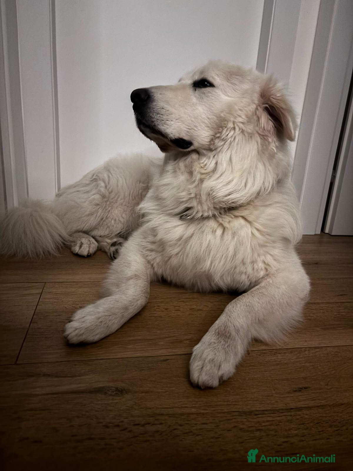 Pastore Abbruzzese Maremmano cani Pastore Abbruzzese Maremmano per accoppiamento  - Annuncio 1