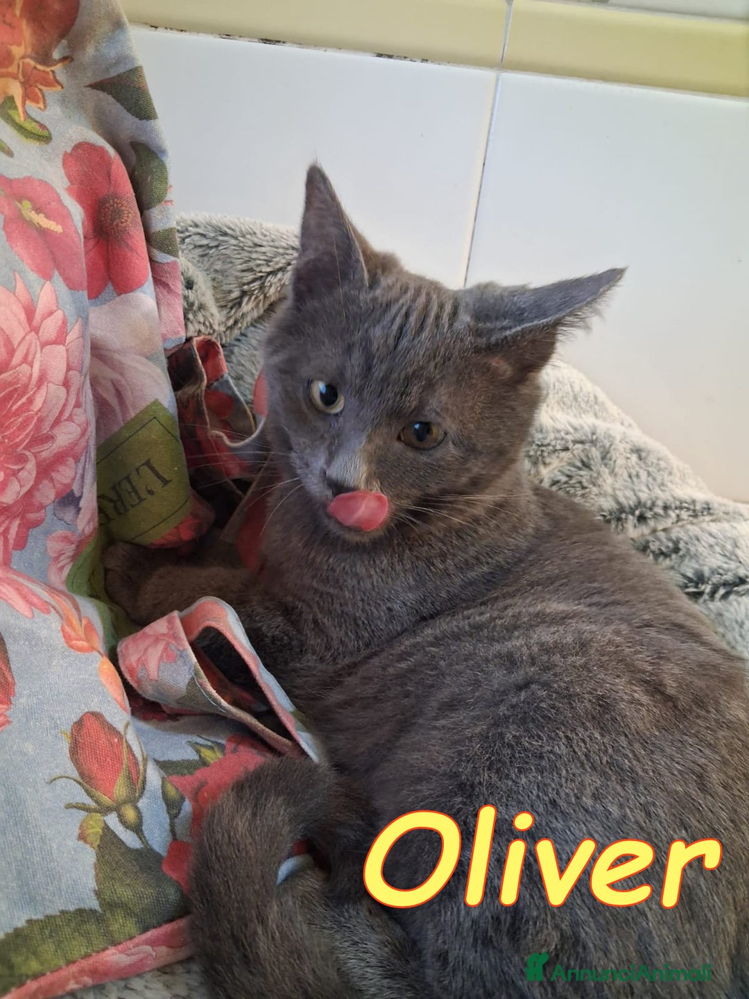 Certosino gatti in regalo: OLIVER SPLENDIDO SIMIL CERTOSINO - Annuncio 3