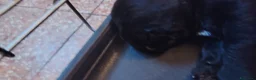 Bulldog Francese cani in regalo: Incrocio di bouldog francese / barboncino - Annuncio 3
