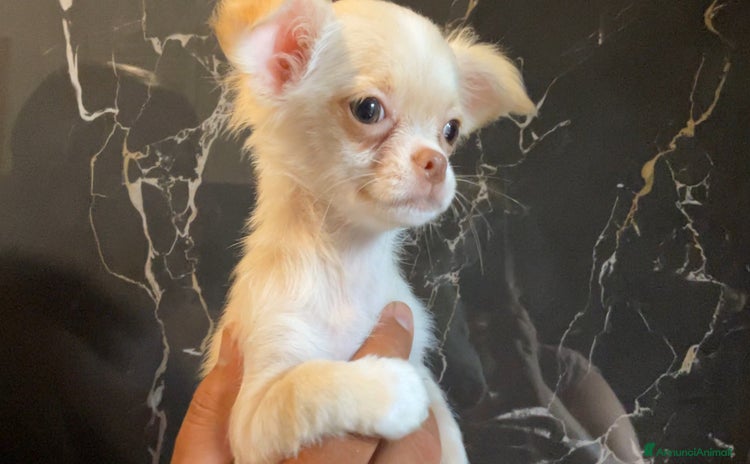 Chihuahua cani a Città Metropolitana di Torino - Annuncio 14