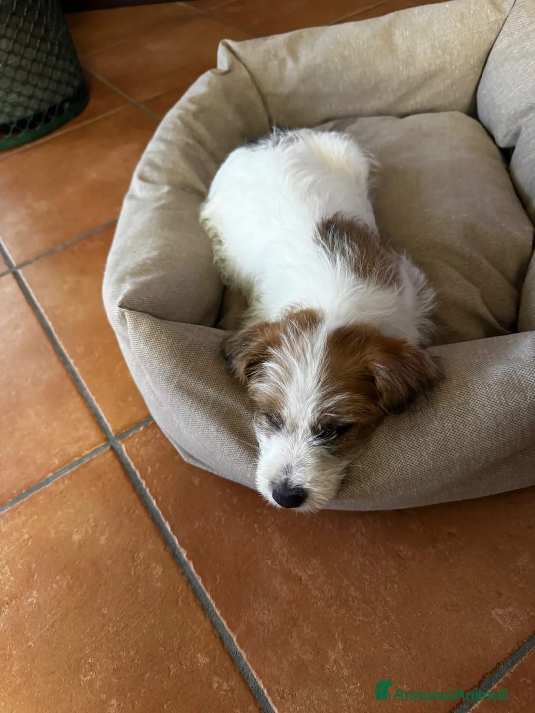 Jack Russell cani in vendita: Cucciolo di jack russell pelo ruvido - Annuncio 3