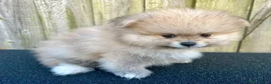 Volpino Pomerania 2