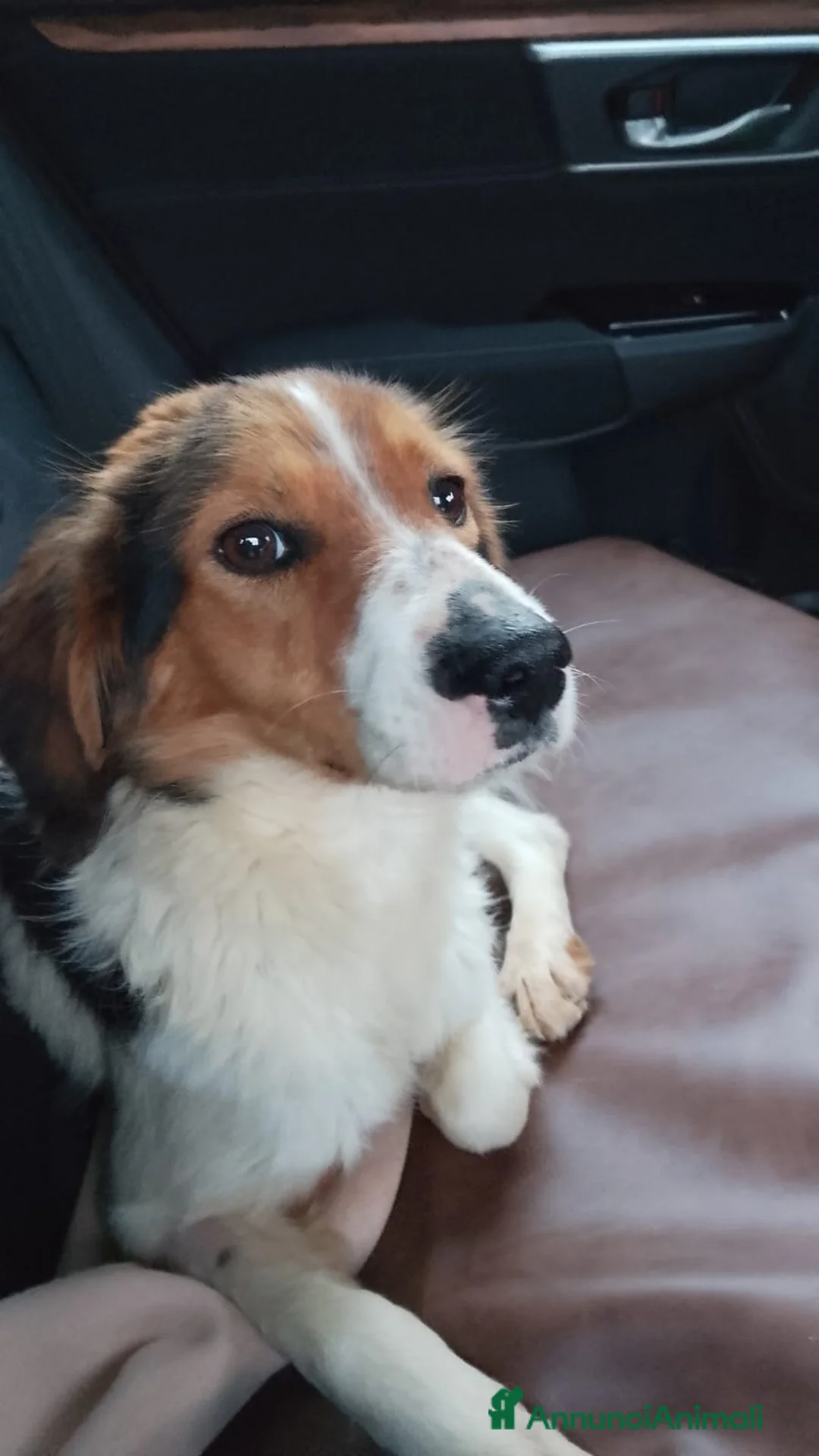 Meticcio cani in regalo: Megy  a Provincia di Lecco - Annuncio 2