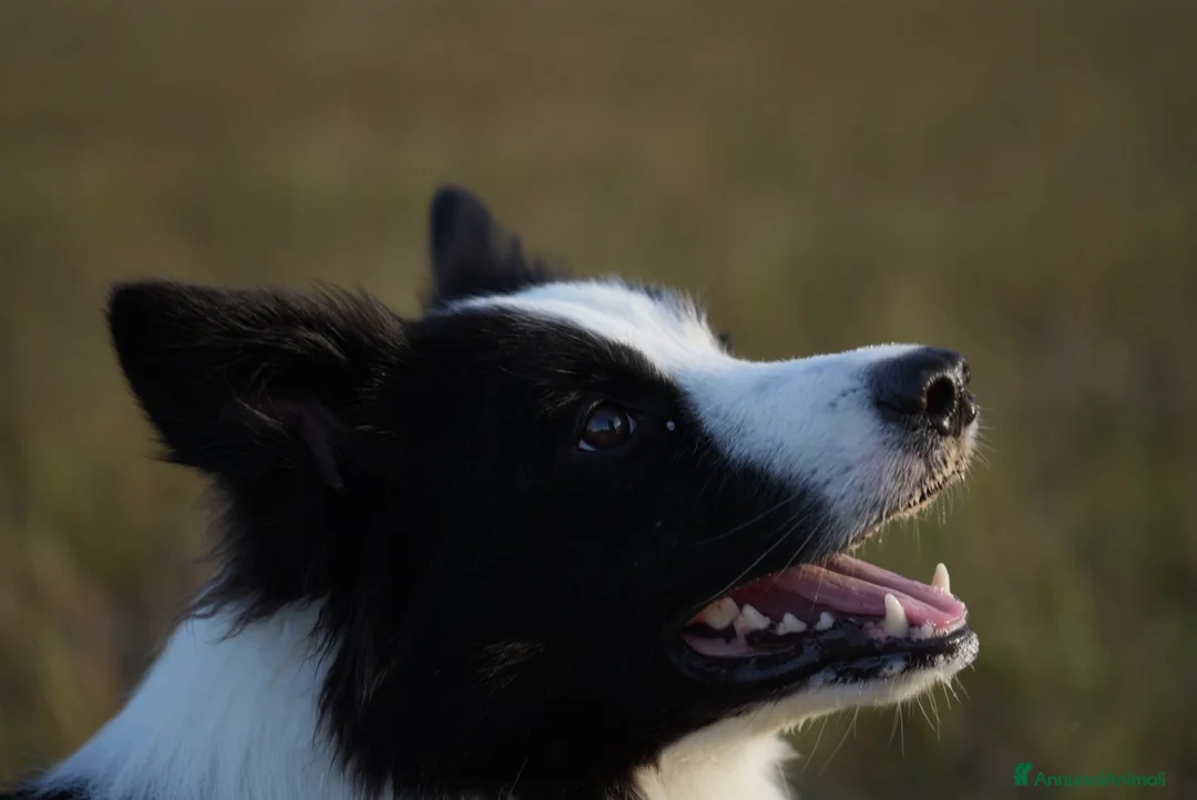 Border Collie cani per accoppiamento: Border collie maschio di 4 anni - Annuncio 2