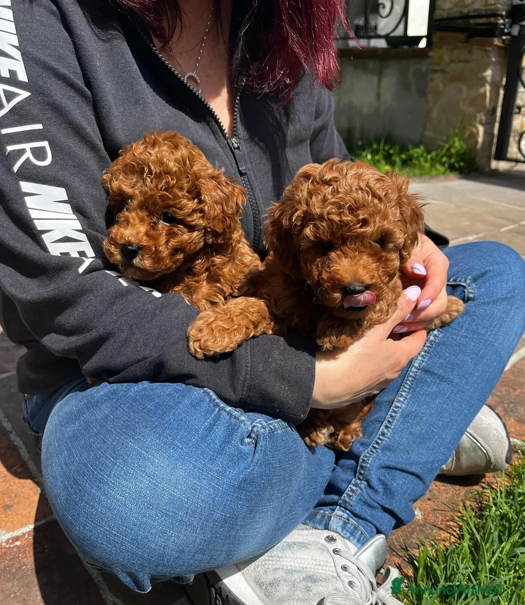 Barboncino Toy cani in vendita: Barboncini Toy a Provincia di Lucca - Annuncio 4