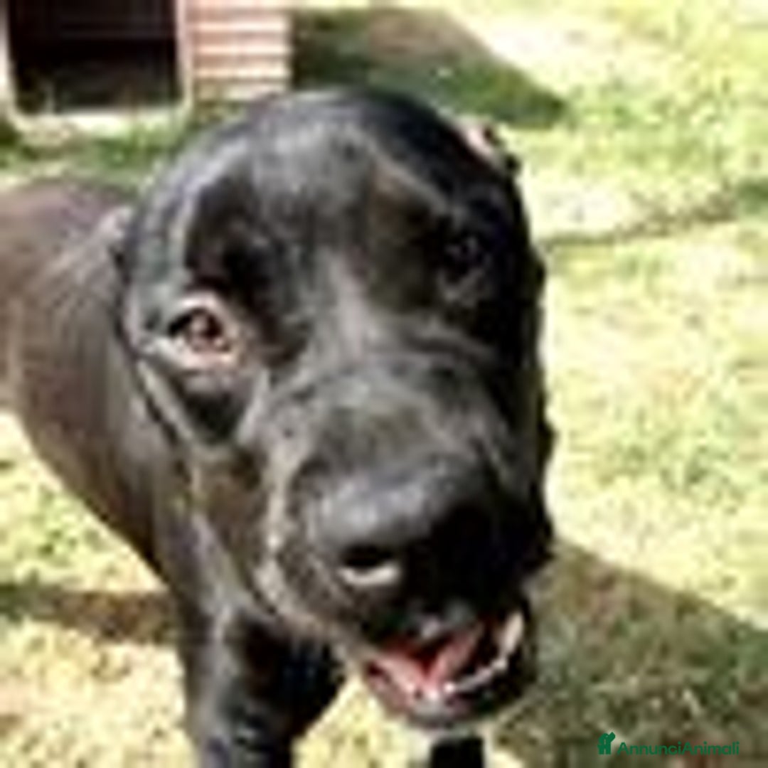 Labrador cani in regalo: The king- cane nero mix labrador molosetto  - Annuncio 4