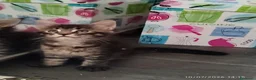 Maine Coon gatti in vendita: Cuccioli di Maine Coon  - Annuncio 13