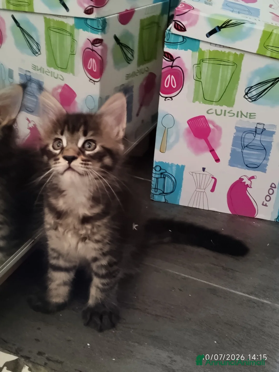 Maine Coon gatti in vendita: Cuccioli di Maine Coon  - Annuncio 13