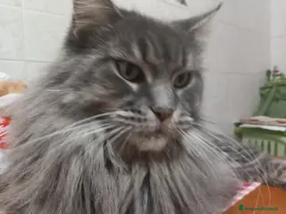 Maine Coon gatti Maine coon americana XXL - Annuncio 19