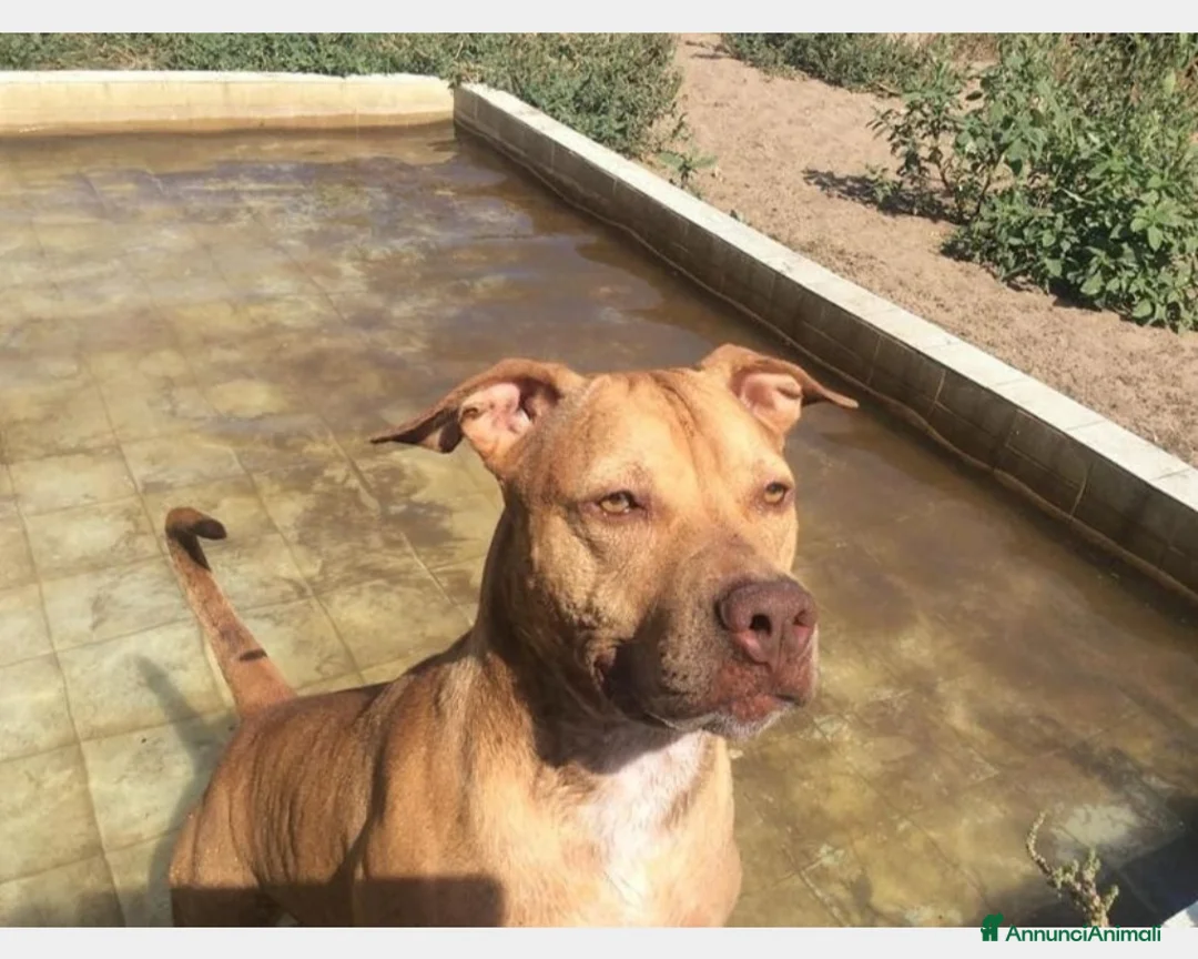 Pitbull cani in regalo: Pitbull Red Nose salita e TORNATA A NAPOLI! a Milano - Annuncio 1