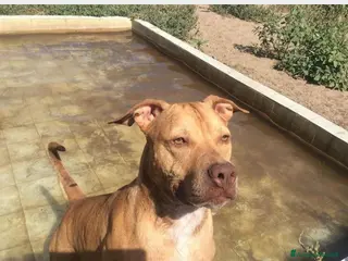 Pitbull cani Pitbull Red Nose salita e TORNATA A NAPOLI! a Milano - Annuncio 4