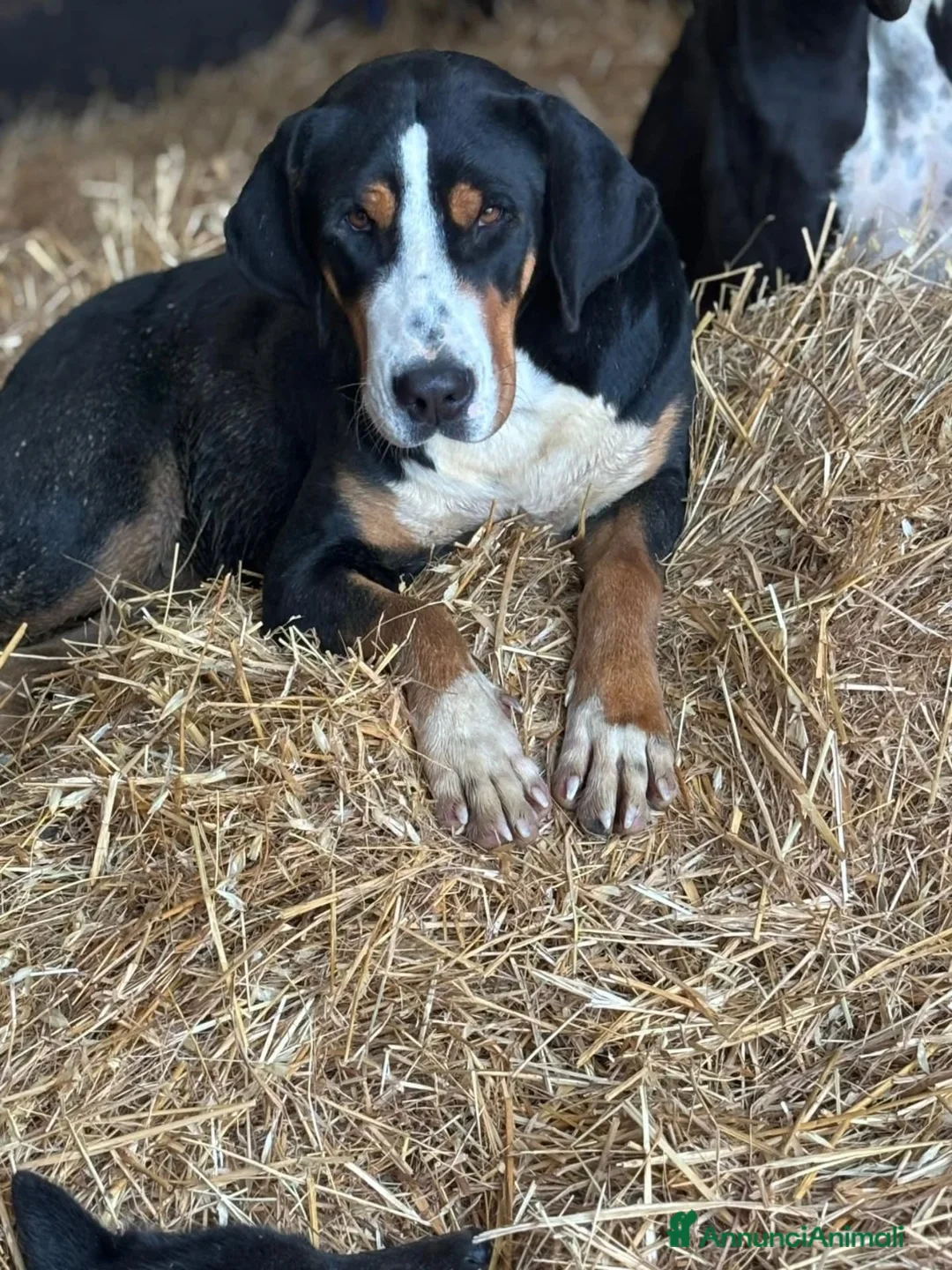 Grande Bovaro Svizzero cani in regalo: BELLA grande bovaro svizzero 9 mesi in adozione - Annuncio 3