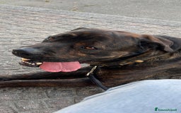 Cane Corso cani in regalo: DJ, Rotticorso a Provincia di Vercelli - Immagine 4