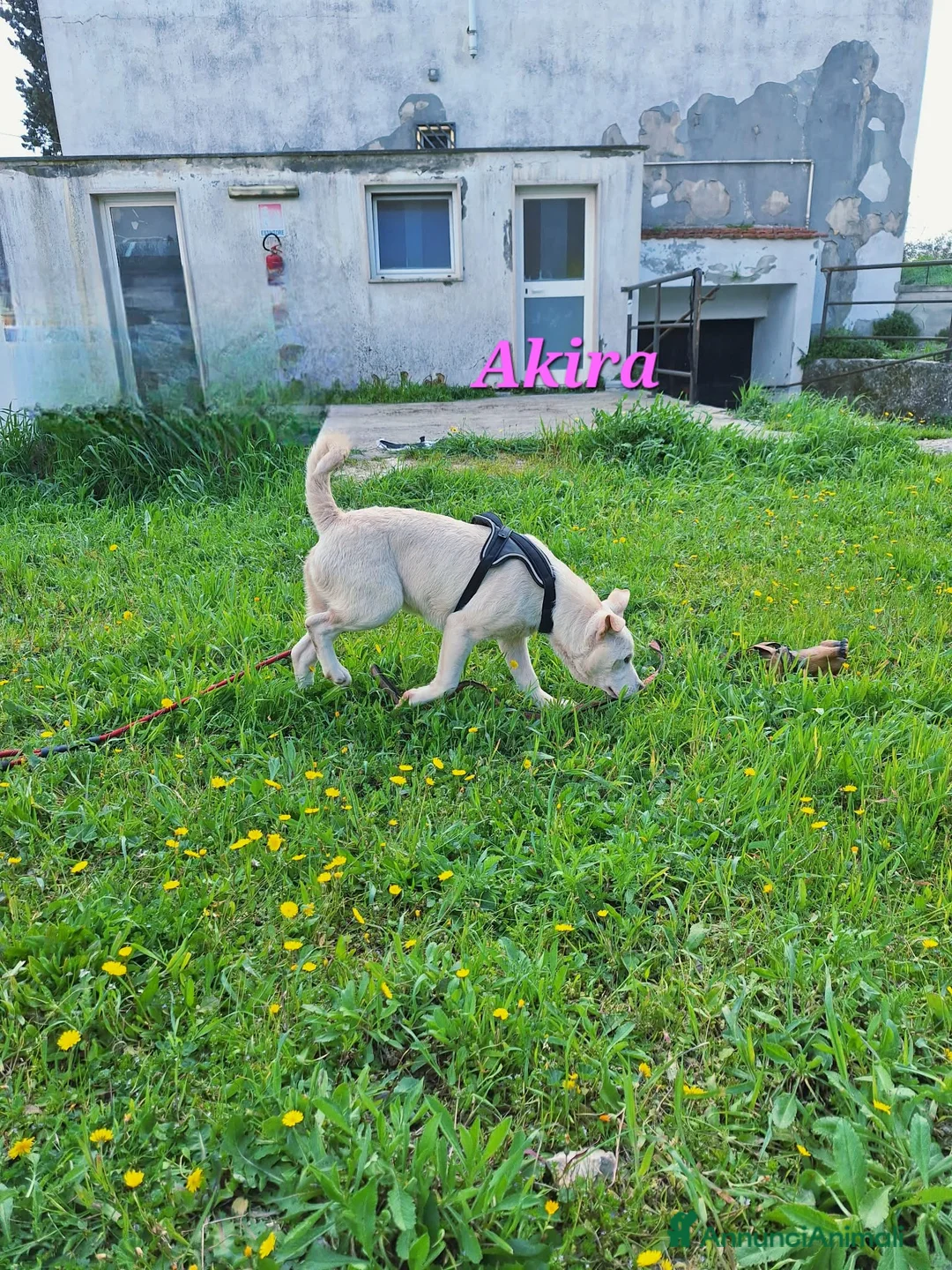 Meticcio cani in regalo: Akira mix akita in adozione  - Annuncio 4