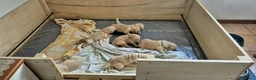 Golden Retriever cani in vendita: Cuccioli di Golden Retriever  - Annuncio 4