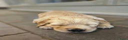 Golden Retriever cani in vendita: Cuccioli Golden Retriever  - Annuncio 5