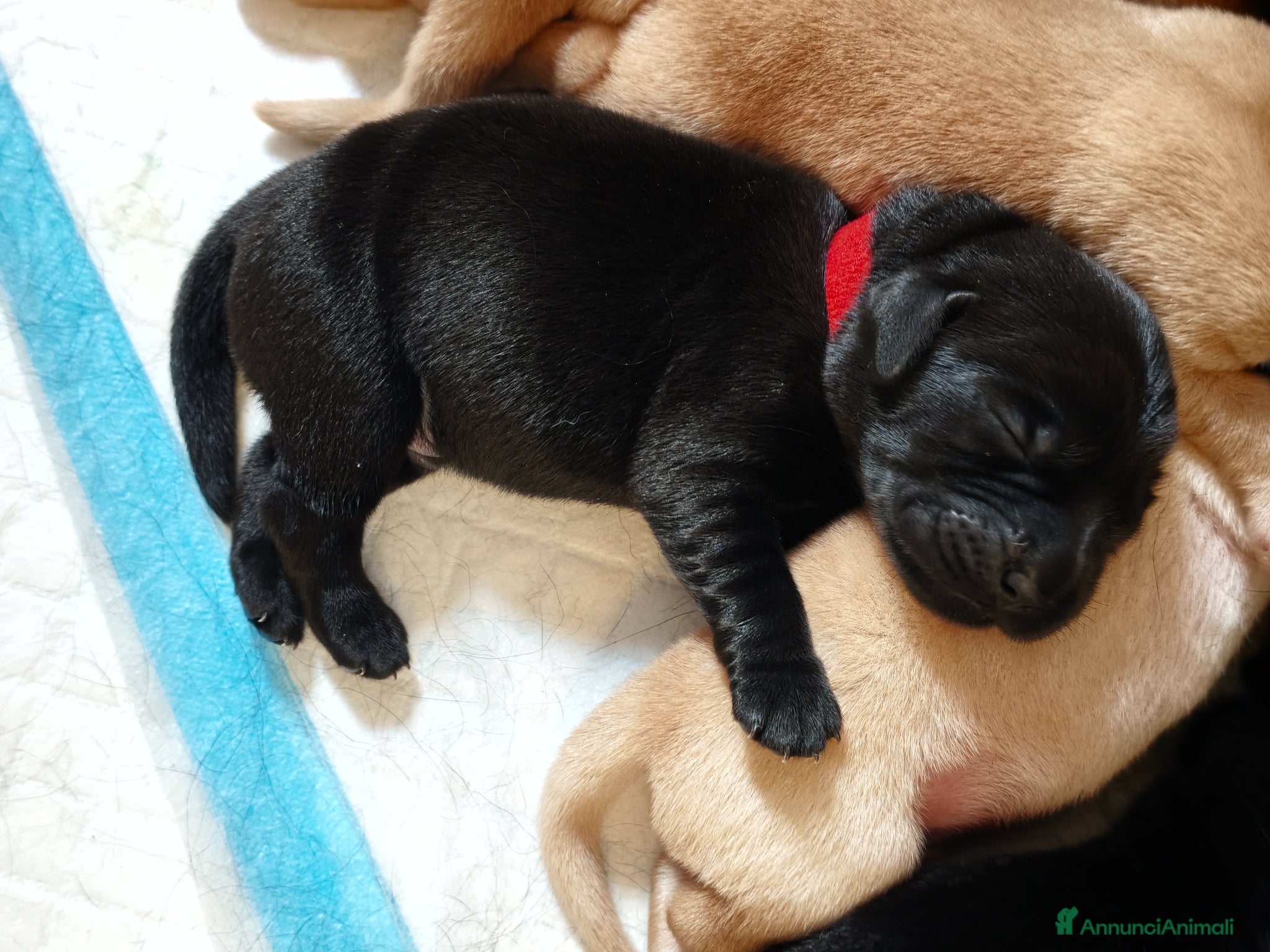 Labrador cani Cuccioli di Labrador retriever neri e gialli - Annuncio 2