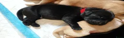 Labrador cani in vendita: Cuccioli di Labrador retriever neri - Annuncio 14