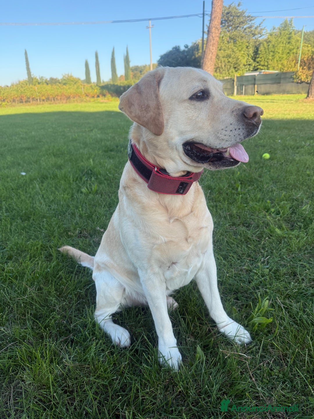 Labrador cani per accoppiamento: Cerco femmina di labrador per accoppiamento - Annuncio 6