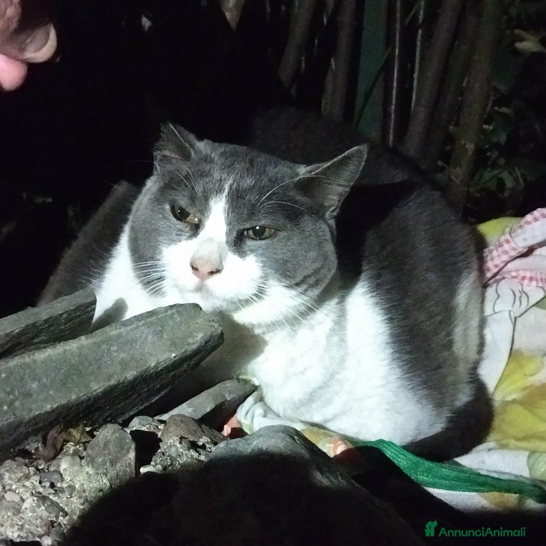 Europeo gatti in regalo: GATTINI  - Annuncio 5