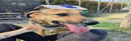 Meticcio cani in regalo: Lulù, strepitosa simil pastore t in adozione  a Provincia di Latina - Annuncio 3