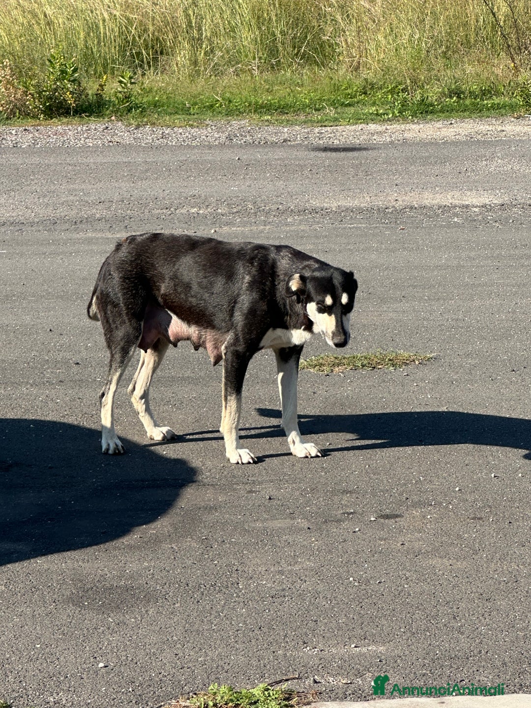 Altre razze cani in regalo: CUCCIOLI IN CERCA DI ADOZIONE - Annuncio 21