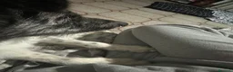Meticcio cani in regalo: Meticcio - Annuncio 2