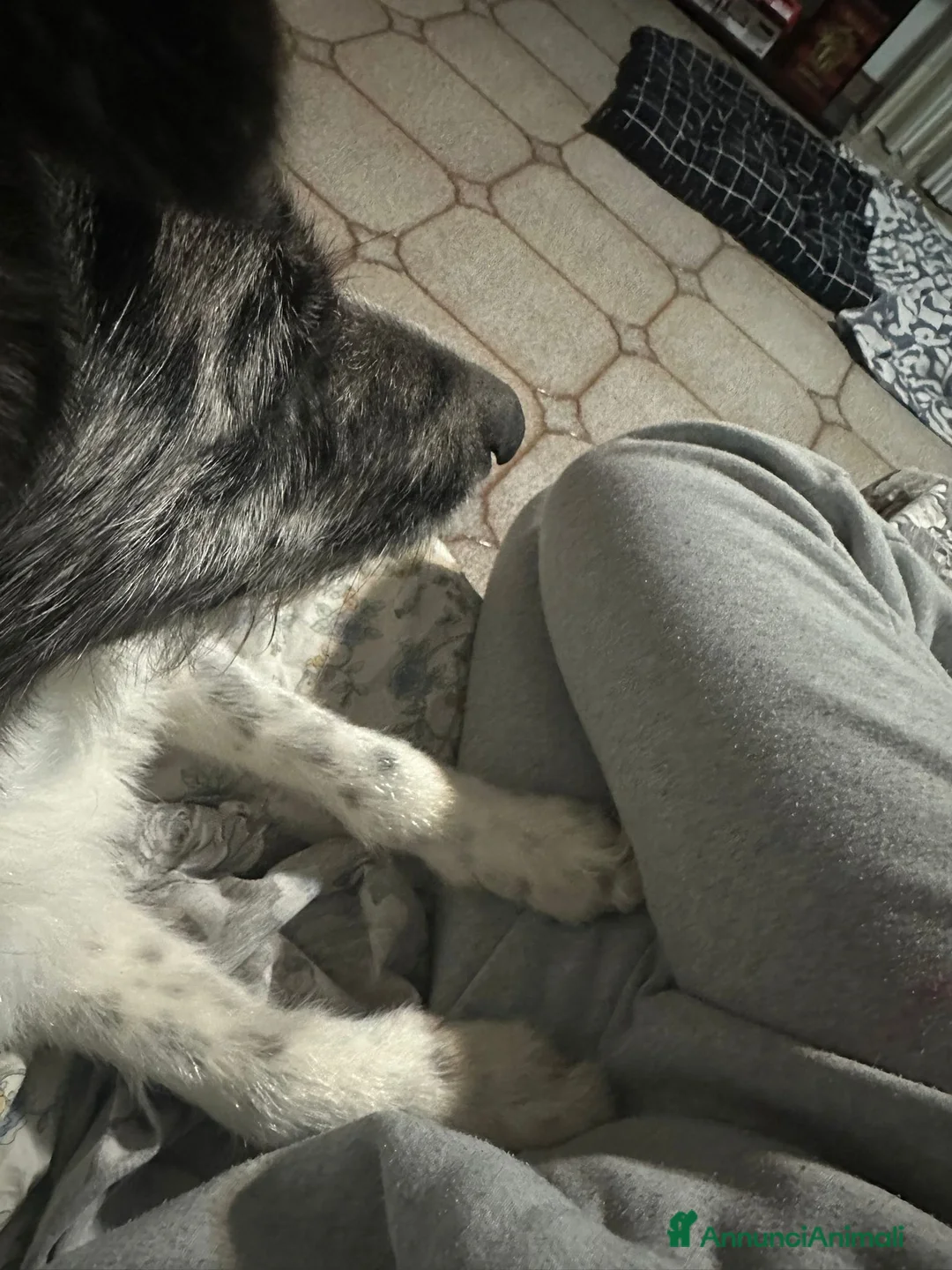 Meticcio cani in regalo: Meticcio - Annuncio 2