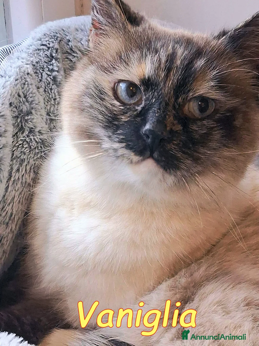 Siamese gatti in regalo: VANIGLIA DOLCISSIMA GATTINA SIMILSIAMESE - Annuncio 1