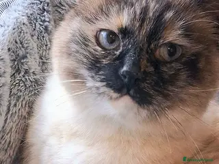 Siamese gatti VANIGLIA DOLCISSIMA GATTINA SIMILSIAMESE - Annuncio 1