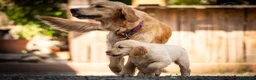 Golden Retriever cani in vendita: Ultimi cuccioli disponibili a Provincia di Monza e della Brianza - Annuncio 1