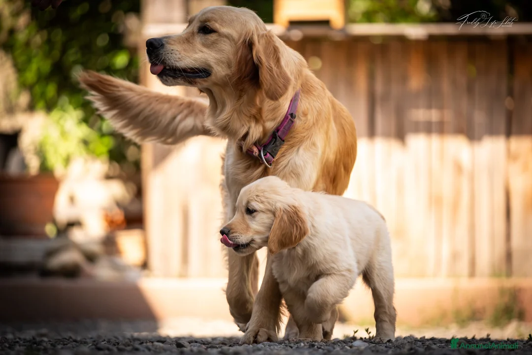 Golden Retriever cani in vendita: Ultimi cuccioli disponibili a Provincia di Monza e della Brianza - Annuncio 1