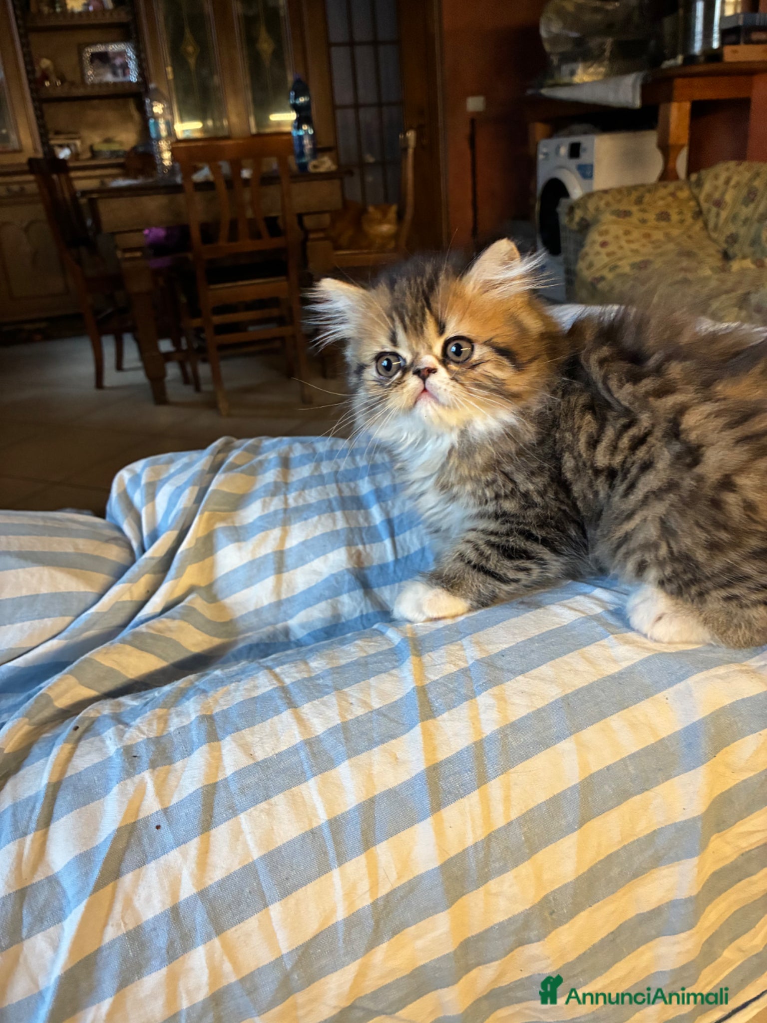 Persiano gatti Cucciolo di persiano - Annuncio 2