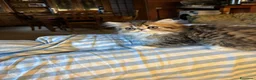 Persiano gatti in vendita: Cucciolo di persiano - Annuncio 1