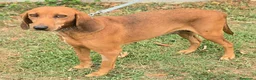 Segugio cani in regalo: Eugenia 3 anni segugia  - Annuncio 2