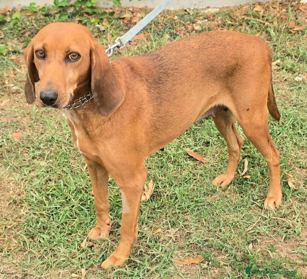 Segugio cani in regalo: Eugenia 3 anni segugia  - Annuncio 2