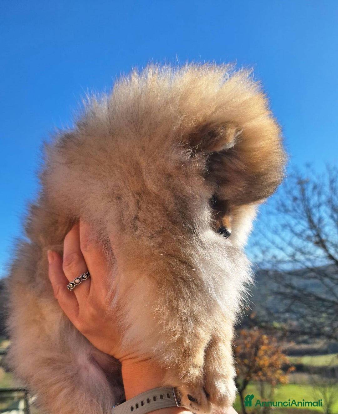 Volpino Pomerania cani in vendita: Spitz tedesco nano - Annuncio 20