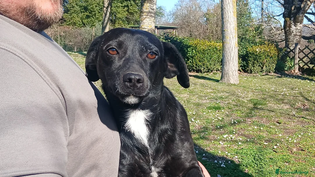 Meticcio cani in regalo: LA DOLCISSIMA LIQUIRIZIA HA BISOGNO DI UNA CASA - Annuncio 4