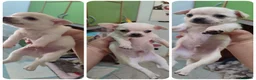 Chihuahua cani in vendita: 3 chihuahua cuccioli maschi - Annuncio 1
