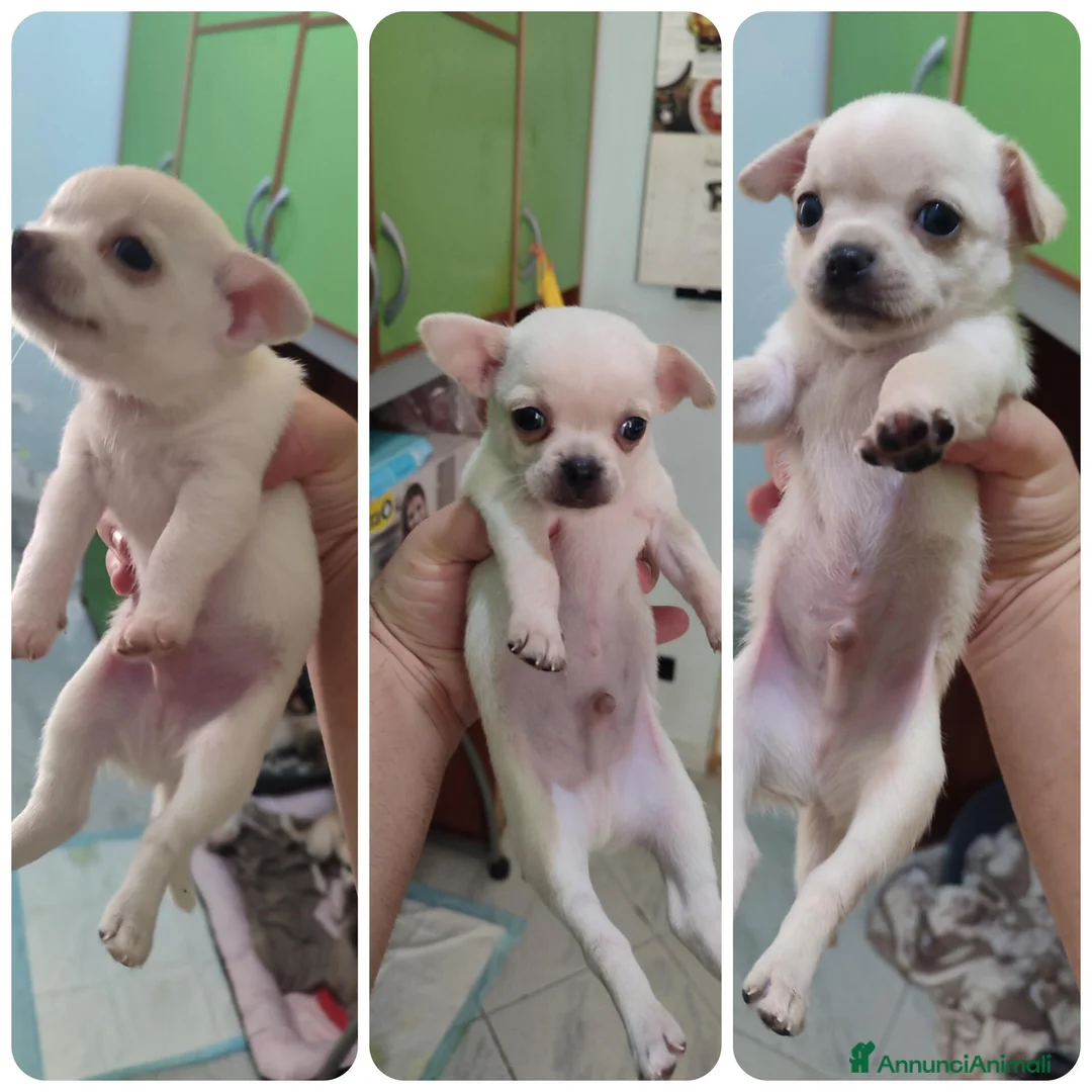 Chihuahua cani in vendita: 3 chihuahua cuccioli maschi - Annuncio 1