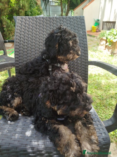 Immagine della galleria {{count}}