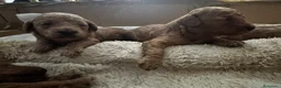 Barboncino cani in vendita: Barboncino con pedigree ENCI - Annuncio 5