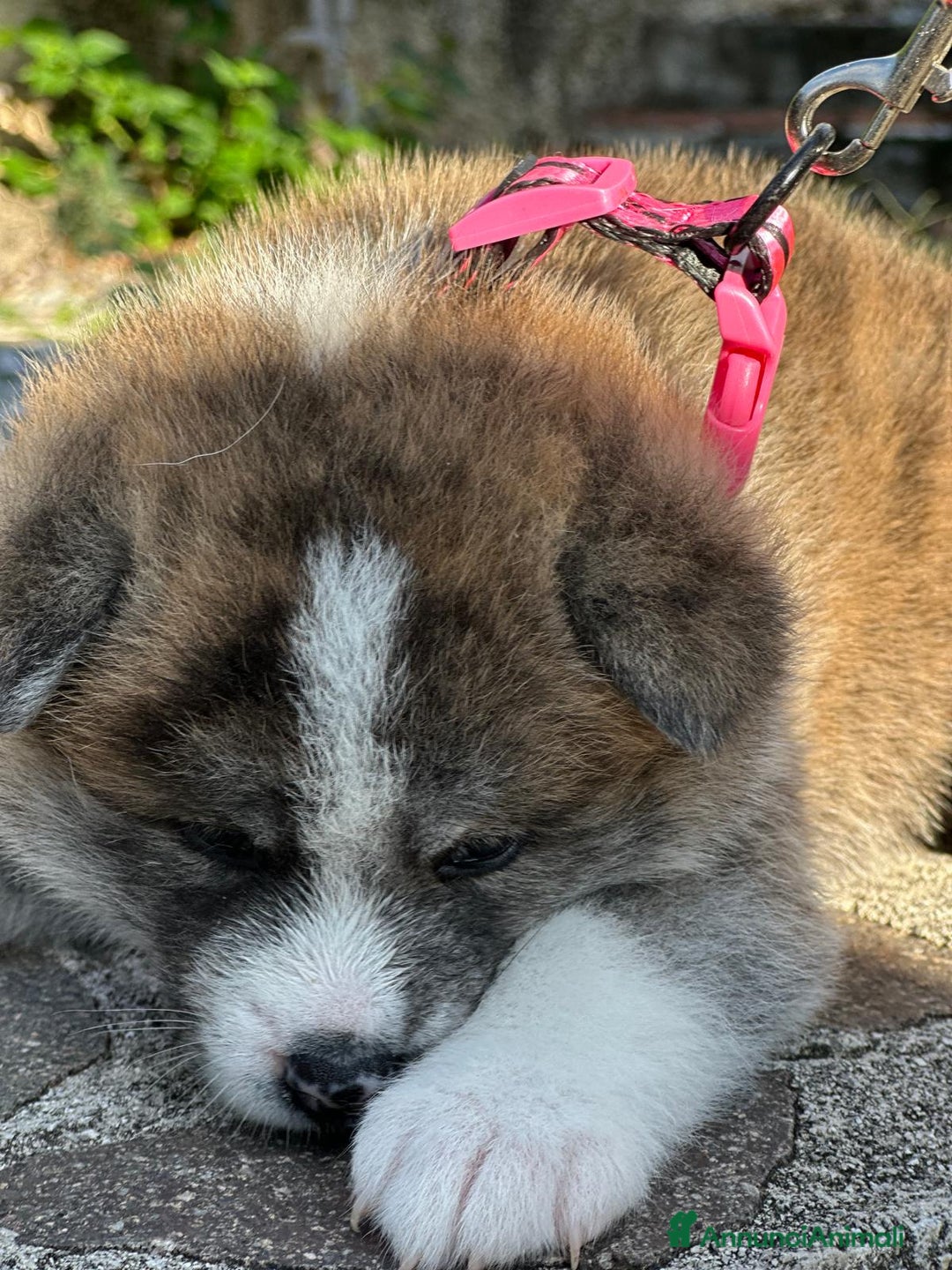 Akita Inu cani in vendita: Vendesi cuccioli Akita Inu ALTA GENEALOGIA  - Annuncio 10