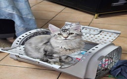 Maine Coon gatti in vendita: Cucciola maine coon - Immagine 2