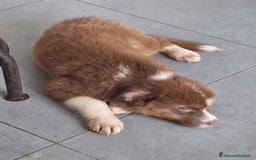 Australian Shepherd cani in vendita: Cuccioli pastore australiano pedigree  - Immagine 5