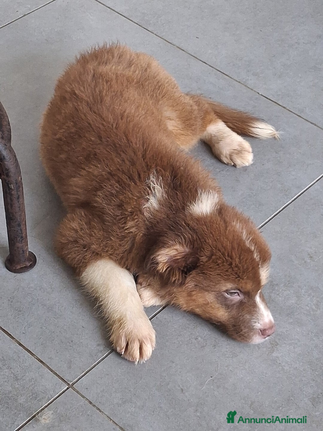 Australian Shepherd cani in vendita: Cuccioli pastore australiano pedigree  - Immagine 5