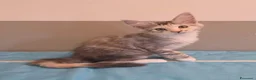 Maine Coon gatti in vendita: Cucciolata F Dolci Fusa - Annuncio 11